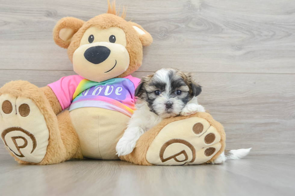 6 week old Teddy Bear Puppy For Sale - Seaside Pups