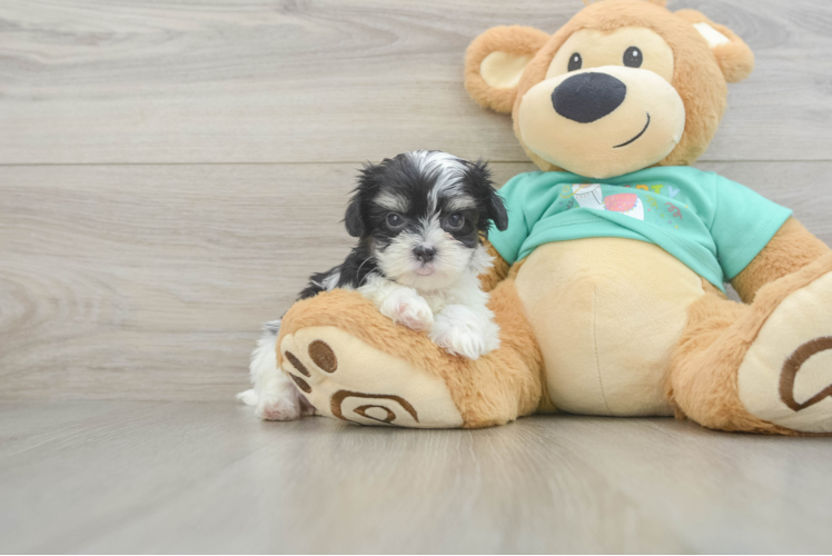 Cute Teddy Bear Baby