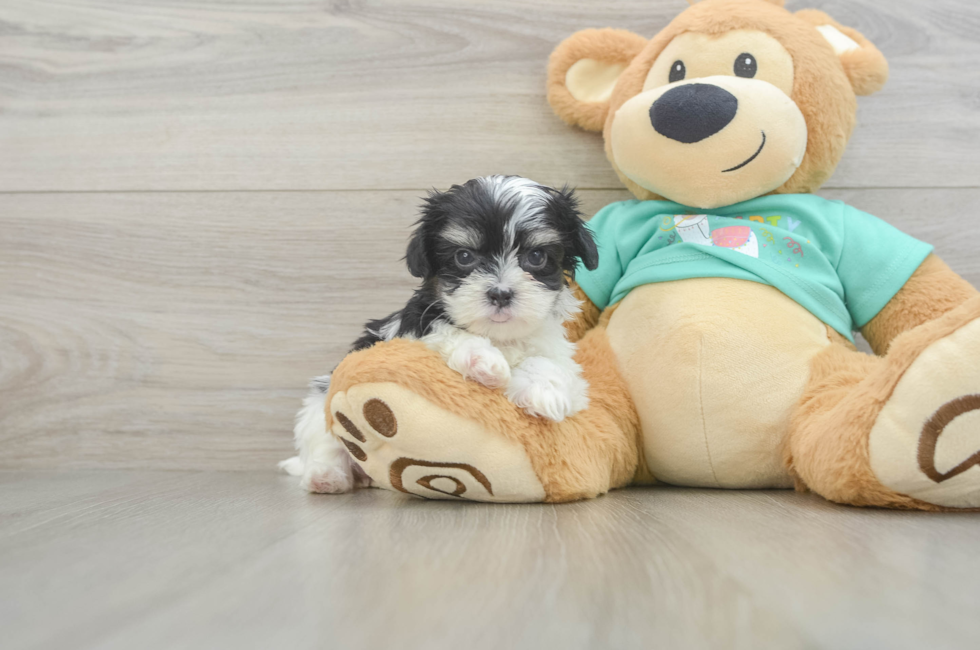 6 week old Teddy Bear Puppy For Sale - Seaside Pups