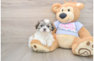 Little Shitzu Designer Puppy