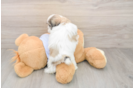 Energetic Shitzu Designer Puppy