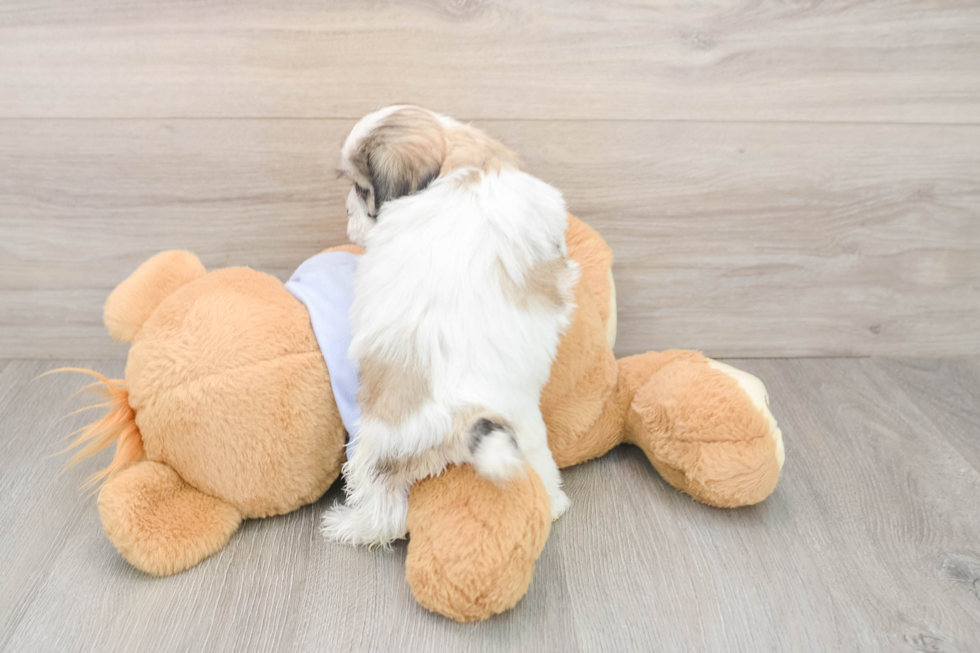 Energetic Shitzu Designer Puppy