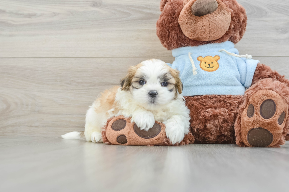 8 week old Teddy Bear Puppy For Sale - Seaside Pups