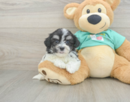 7 week old Teddy Bear Puppy For Sale - Seaside Pups