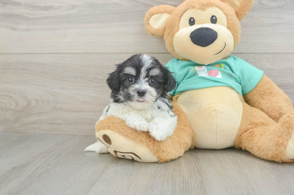 6 week old Teddy Bear Puppy For Sale - Seaside Pups