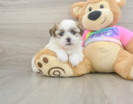 6 week old Teddy Bear Puppy For Sale - Seaside Pups