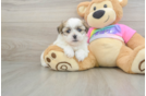 Teddy Bear Pup Being Cute