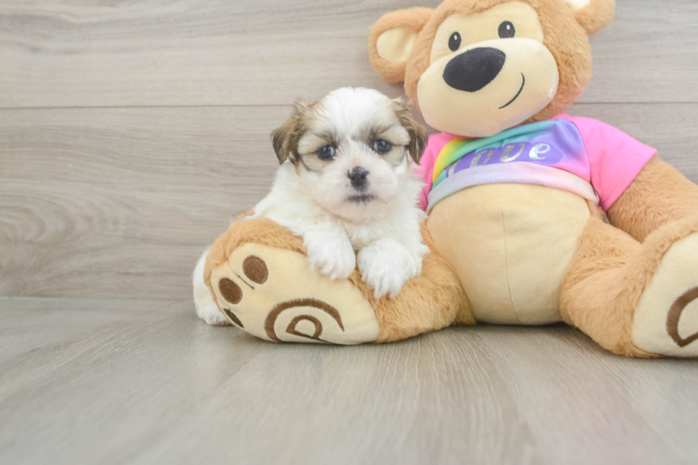 Teddy Bear Pup Being Cute