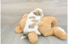 Small Teddy Bear Baby