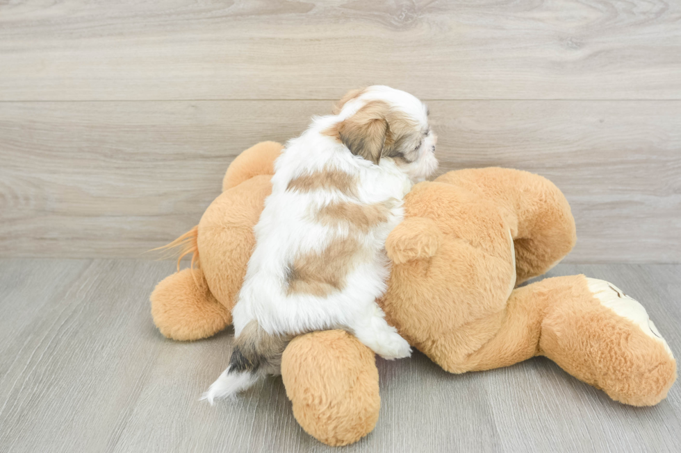 Small Teddy Bear Baby
