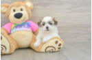 Teddy Bear Pup Being Cute