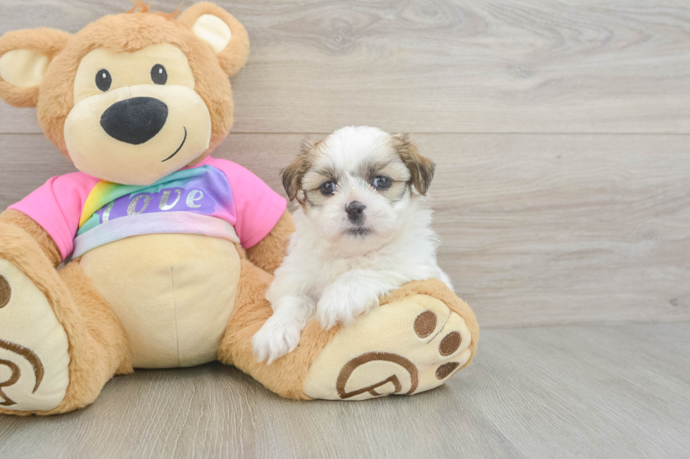 Teddy Bear Pup Being Cute