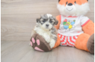 Fluffy Teddy Bear Designer Pup