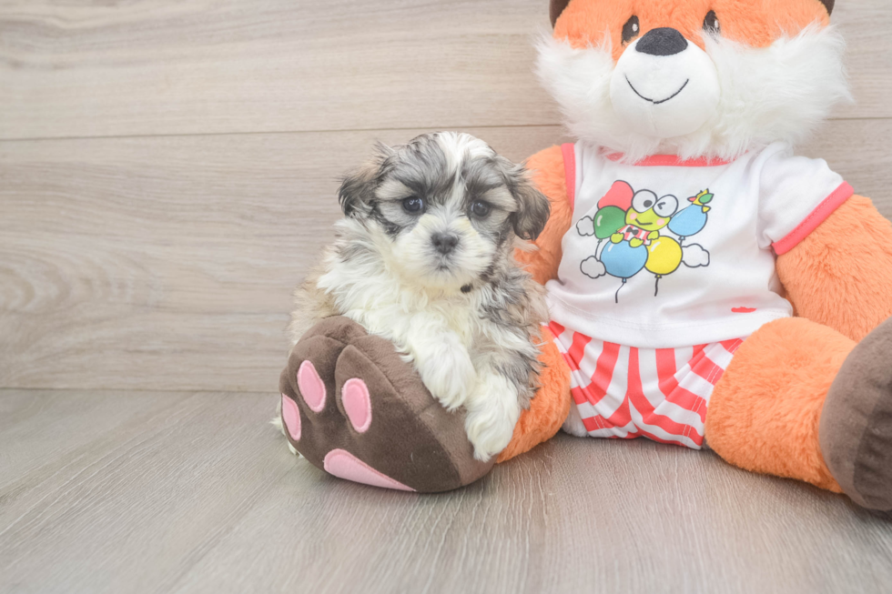 Fluffy Teddy Bear Designer Pup