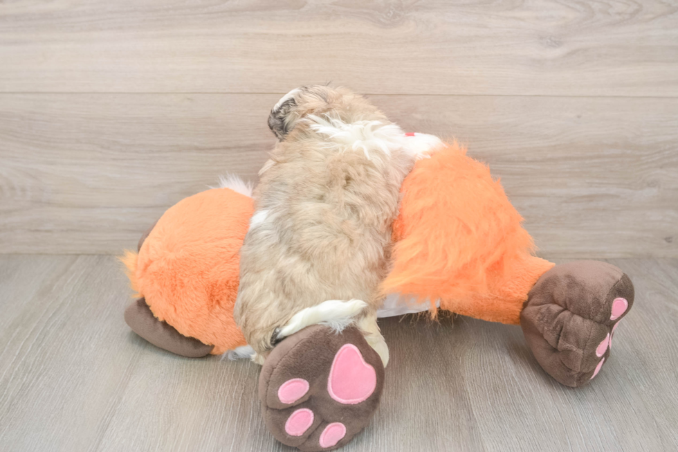 Teddy Bear Pup Being Cute
