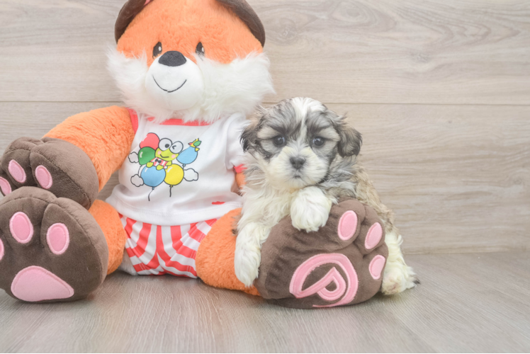 Best Teddy Bear Baby