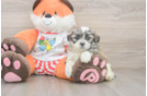 Best Teddy Bear Baby