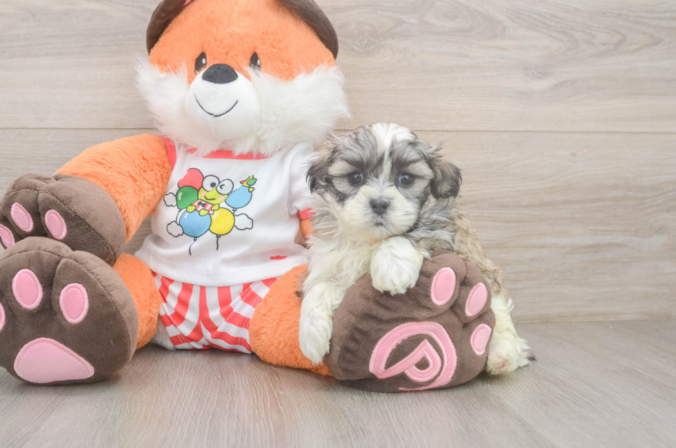 5 week old Teddy Bear Puppy For Sale - Seaside Pups