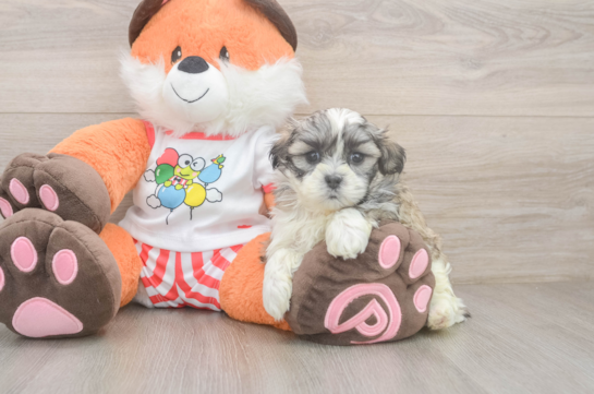Best Teddy Bear Baby