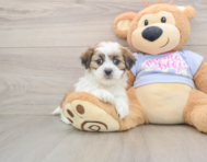 6 week old Teddy Bear Puppy For Sale - Seaside Pups
