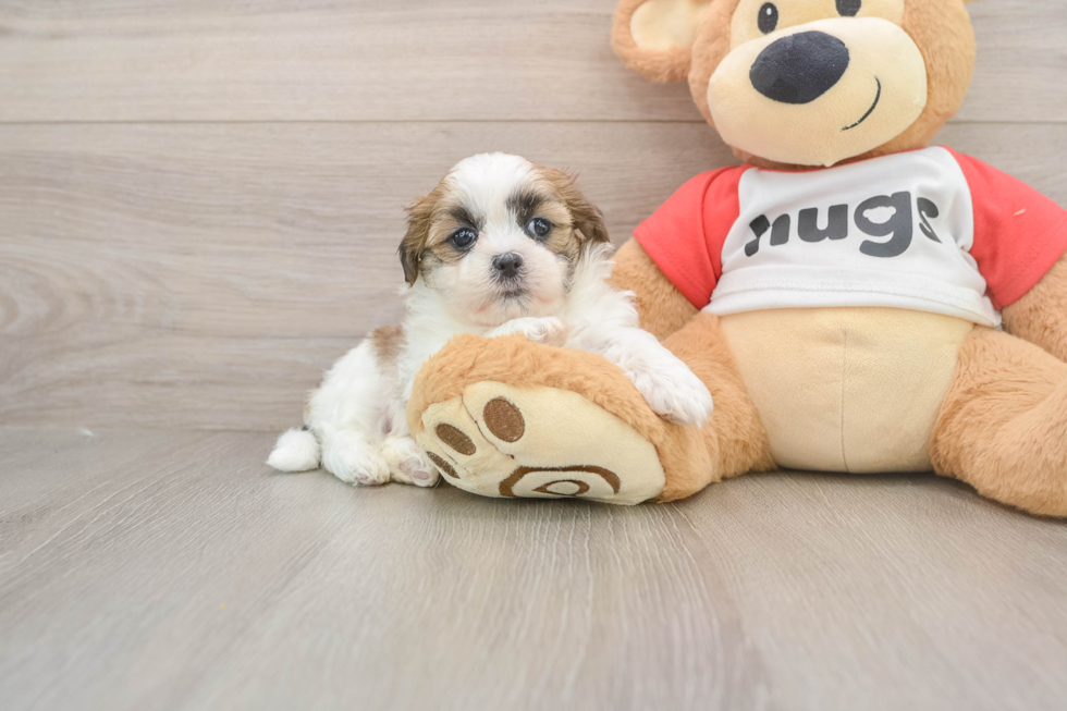 Energetic Shit Designer Puppy