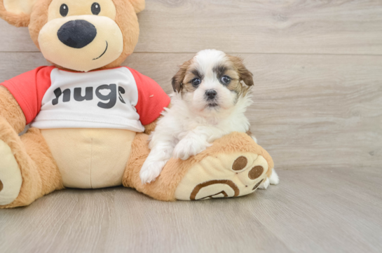 Sweet Teddy Bear Baby