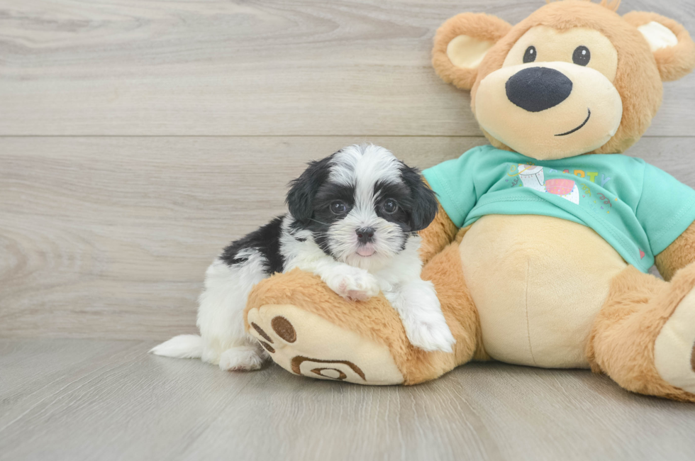 6 week old Teddy Bear Puppy For Sale - Seaside Pups