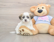 8 week old Teddy Bear Puppy For Sale - Seaside Pups