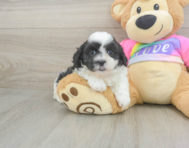 6 week old Teddy Bear Puppy For Sale - Seaside Pups