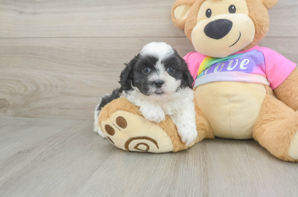 5 week old Teddy Bear Puppy For Sale - Seaside Pups