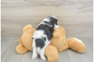 Playful Shi Chon Designer Puppy
