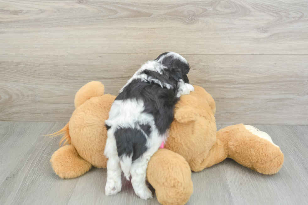 Playful Shi Chon Designer Puppy