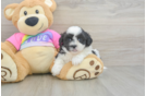 Best Teddy Bear Baby