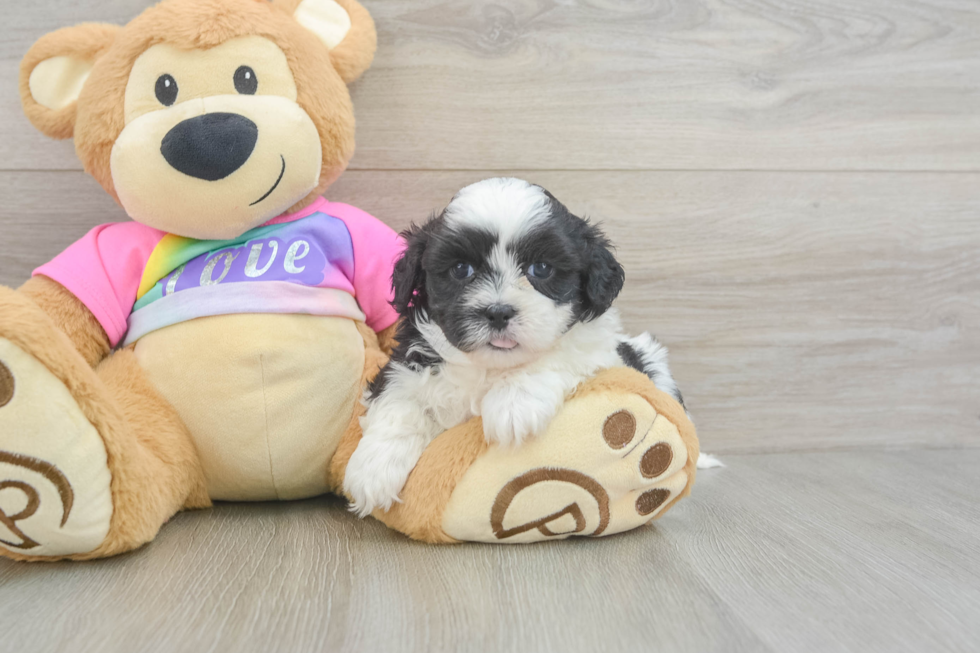 Best Teddy Bear Baby