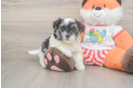 Teddy Bear Puppy for Adoption