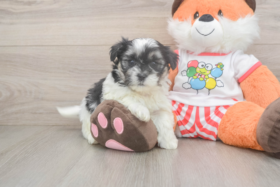 Teddy Bear Puppy for Adoption