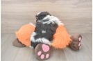 Hypoallergenic Shit Designer Puppy