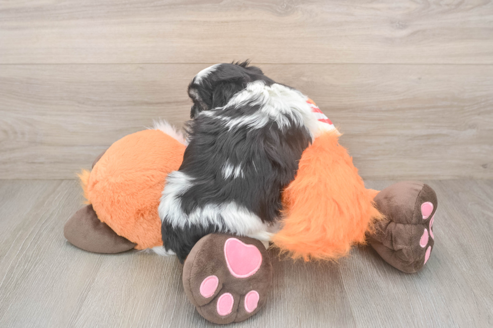 Hypoallergenic Shit Designer Puppy