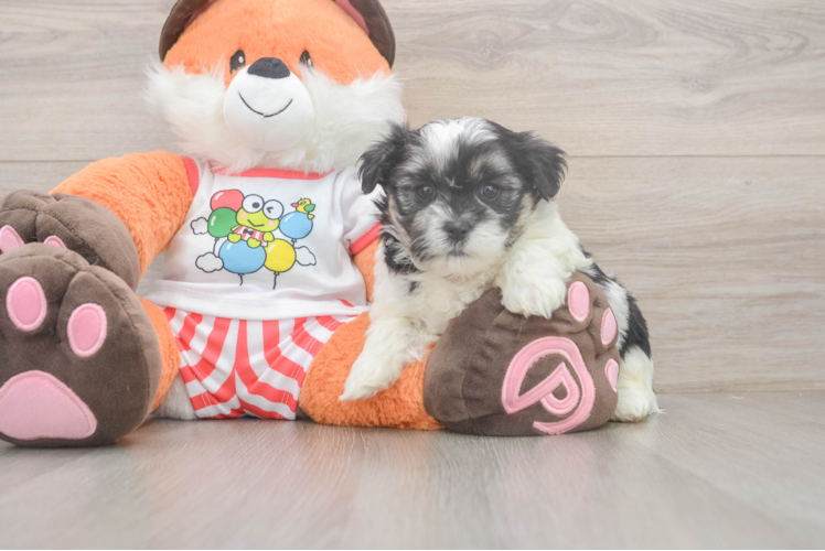 Teddy Bear Puppy for Adoption