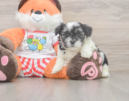 7 week old Teddy Bear Puppy For Sale - Seaside Pups
