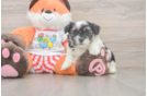 Teddy Bear Puppy for Adoption