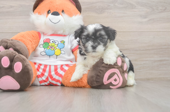 Teddy Bear Puppy for Adoption
