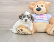 7 week old Teddy Bear Puppy For Sale - Seaside Pups