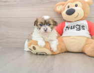 7 week old Teddy Bear Puppy For Sale - Seaside Pups