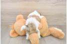 Energetic Shichon Designer Puppy