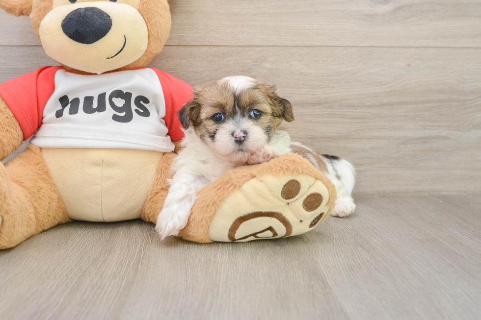 Teddy Bear Pup Being Cute