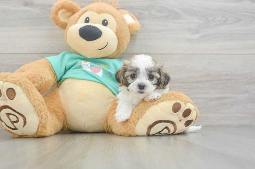 6 week old Teddy Bear Puppy For Sale - Seaside Pups