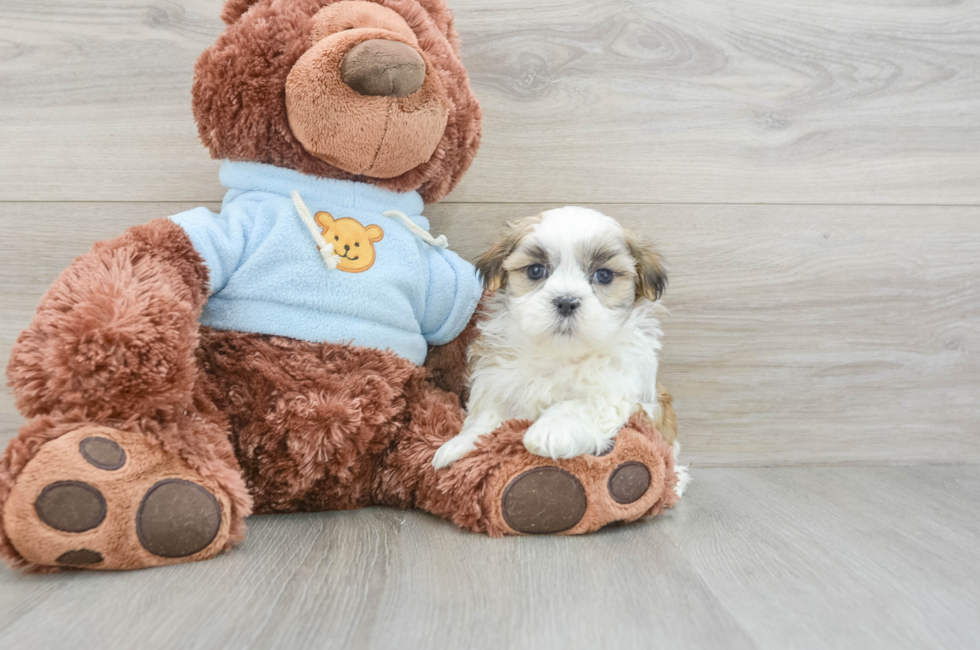 8 week old Teddy Bear Puppy For Sale - Seaside Pups