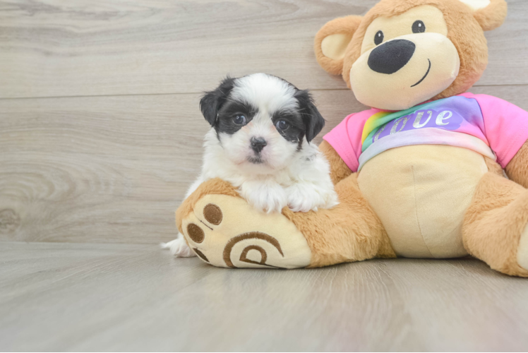 Hypoallergenic Shitzu Designer Puppy