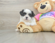 6 week old Teddy Bear Puppy For Sale - Seaside Pups